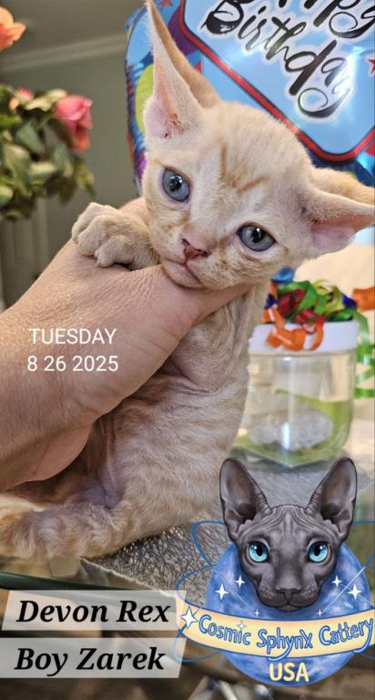 Devon Rex Boys TICA Breeding Rights photo 6