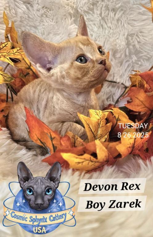 Devon Rex Boys TICA Breeding Rights photo 2