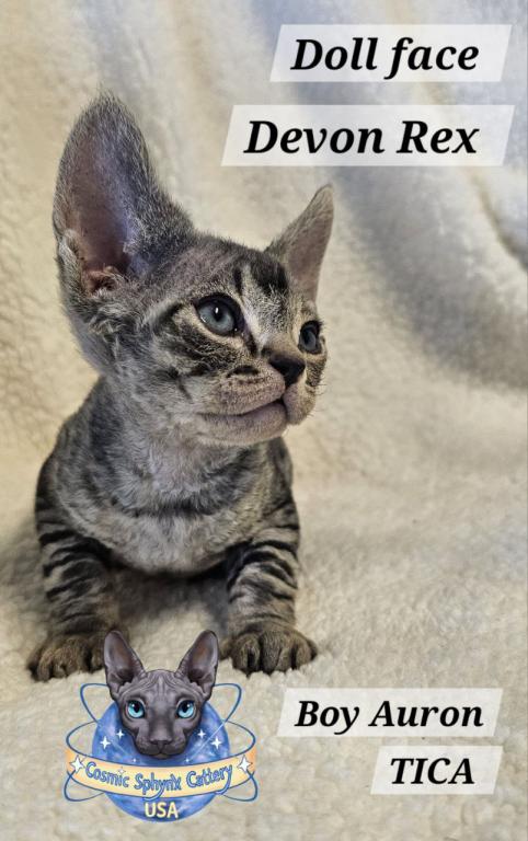 Devon Rex Boys TICA Breeding Rights photo 9