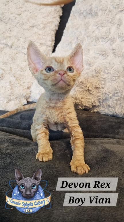 Devon Rex Boys TICA Breeding Rights photo 1