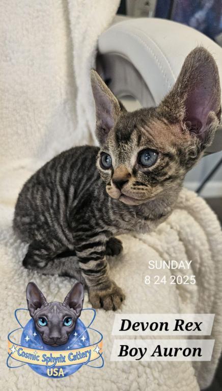 Devon Rex Boys TICA Breeding Rights photo 12
