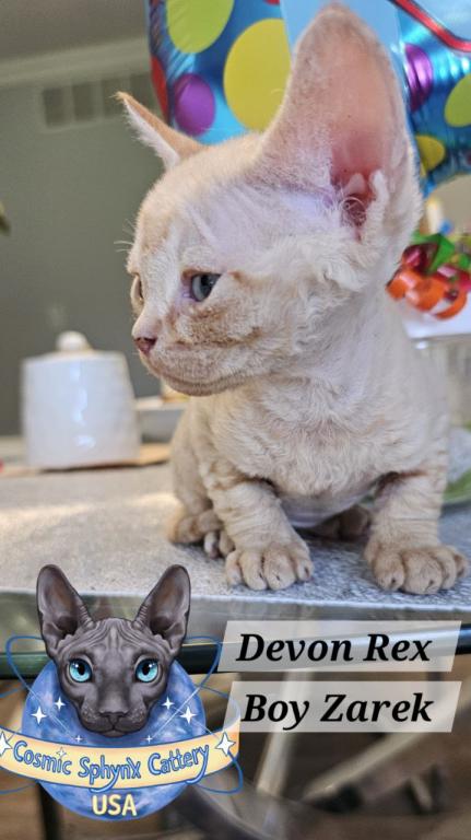 Devon Rex Boys TICA Breeding Rights photo 5