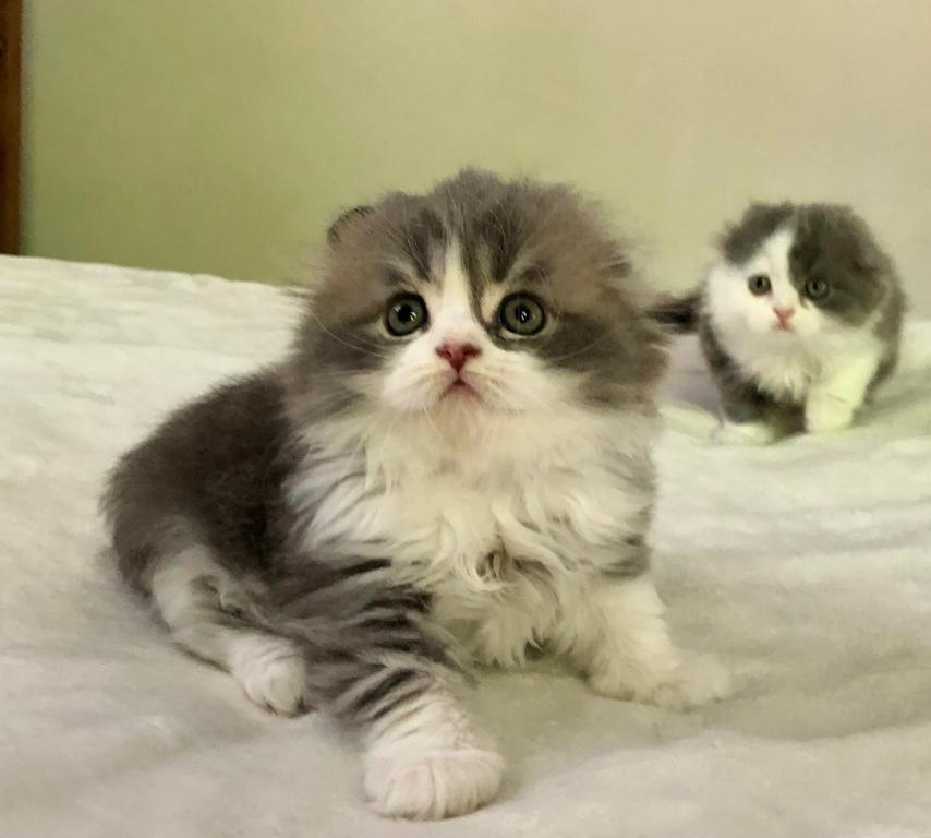 Blue Litter photo 1