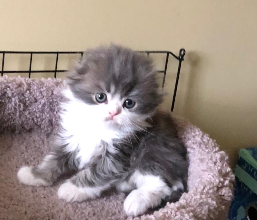 Blue Litter photo 4
