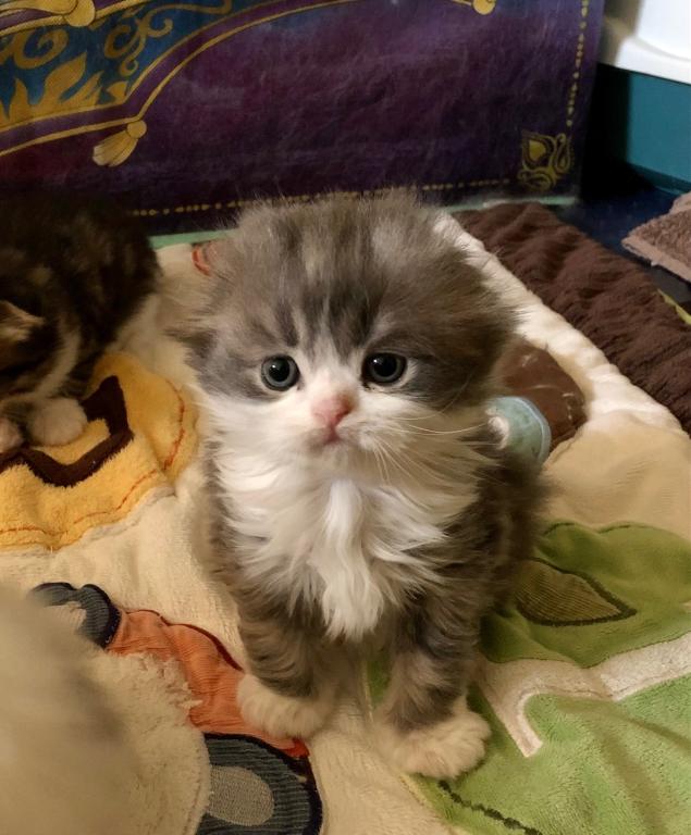 Blue Litter photo 3