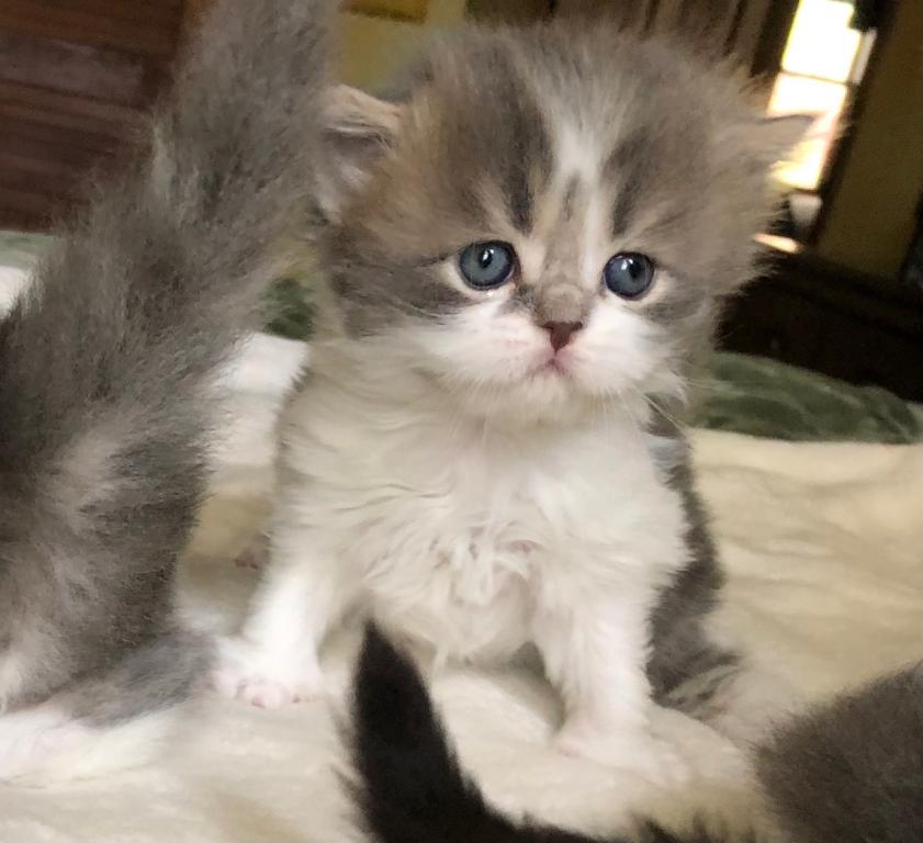Blue Litter photo 2