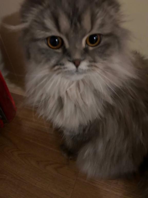 Alisa photo 4