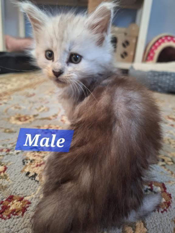 High Silver And Tortie Litters photo 1