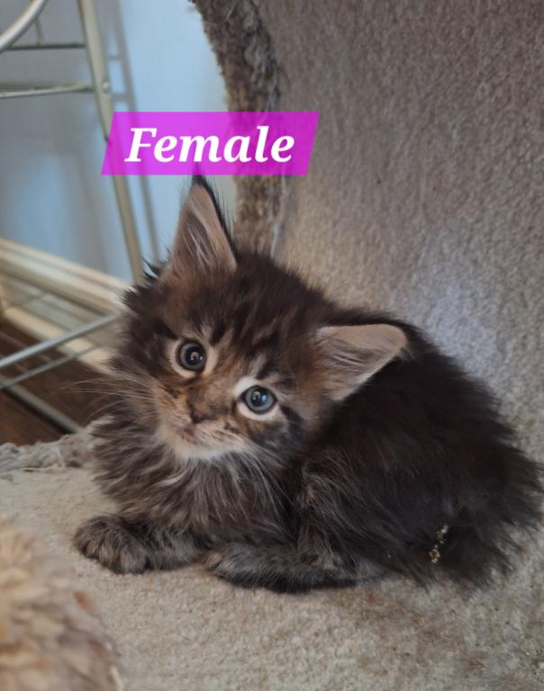 High Silver And Tortie Litters photo 4