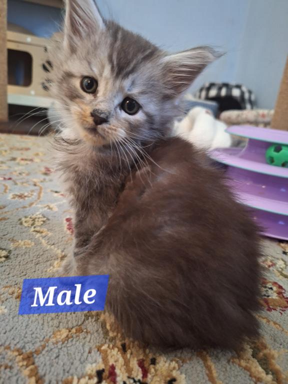 High Silver And Tortie Litters photo 3