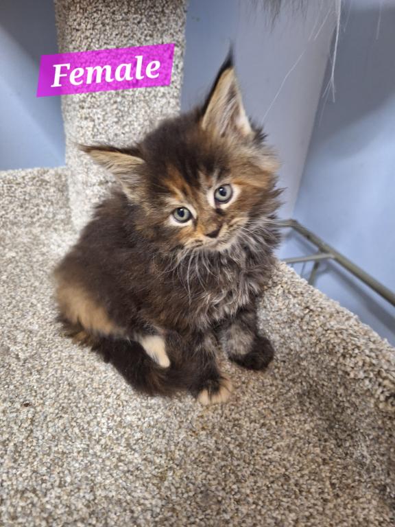 High Silver And Tortie Litters photo 2