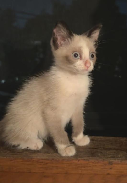 Four Loving Kittens Available For Adoption photo 4