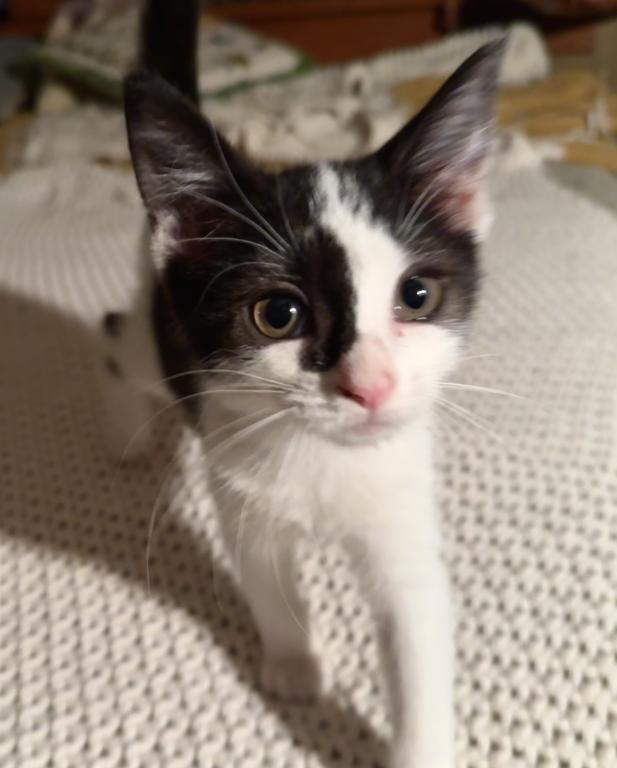 Four Loving Kittens Available For Adoption photo 3