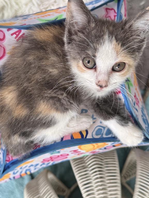Four Loving Kittens Available For Adoption photo 2