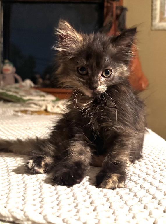 Four Loving Kittens Available For Adoption