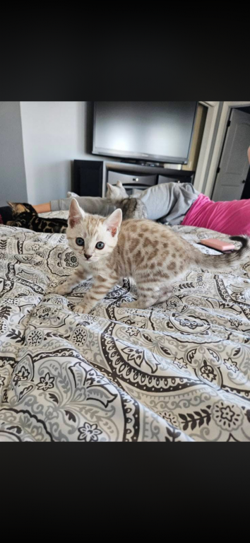 Bengal Kitten Litter photo 5