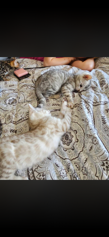Bengal Kitten Litter photo 1