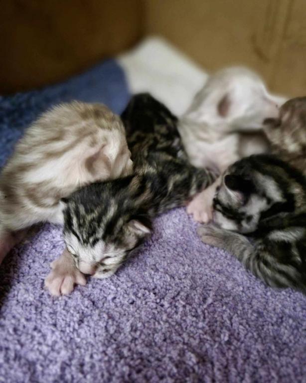 Bengal Kitten Litter photo 3