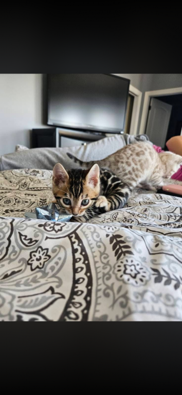 Bengal Kitten Litter photo 4