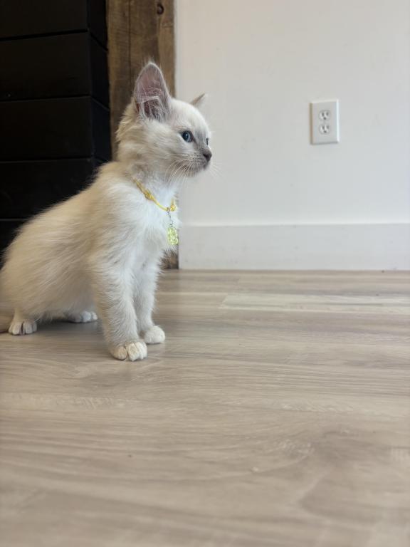 Anoires Yellow Collar photo 3