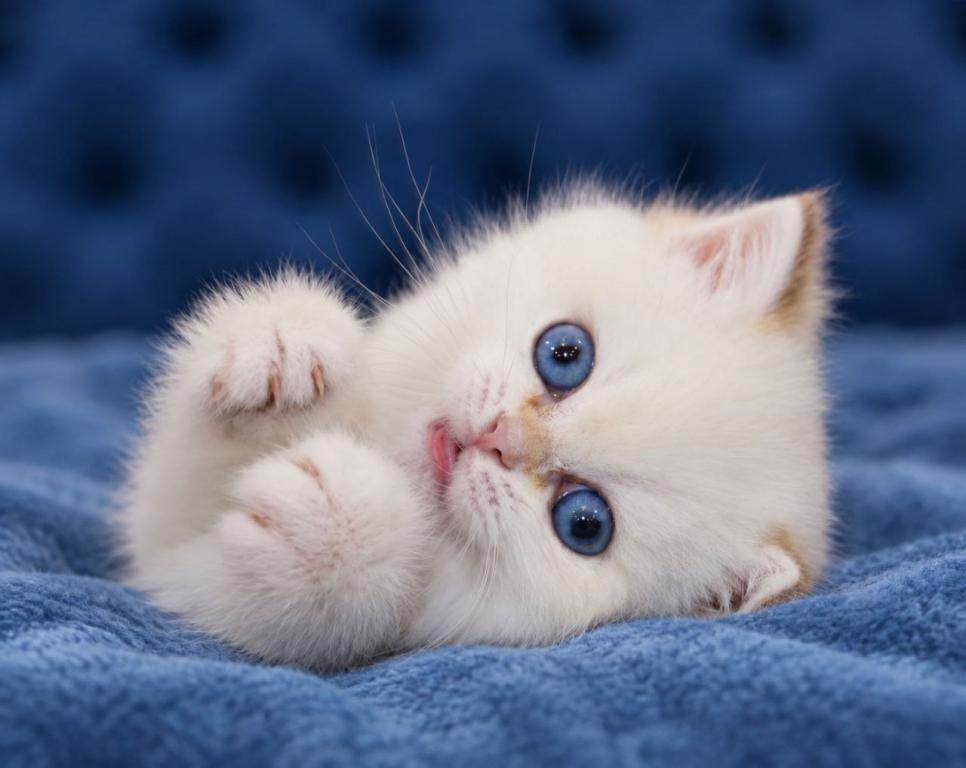 British Shorthair Boys Girls   Ready To Go Home photo 3