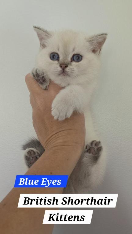 British Shorthair Boys Girls   Ready To Go Home photo 2