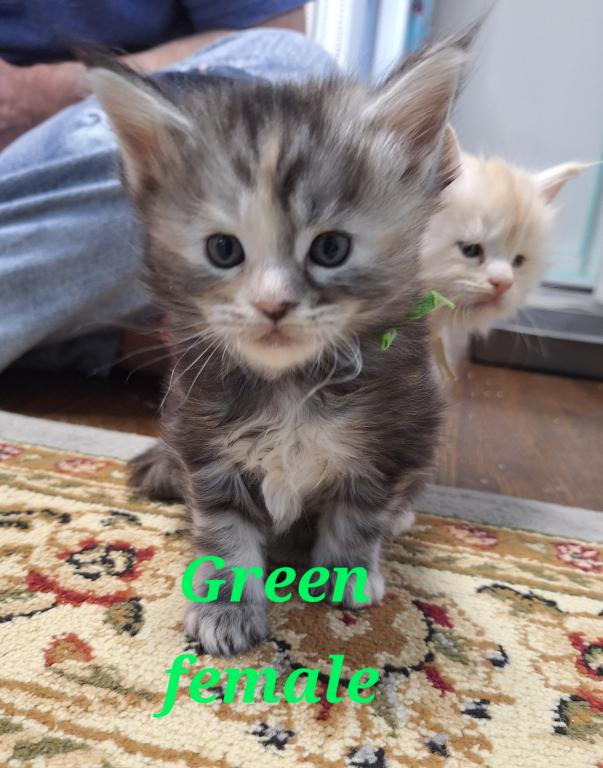 Silver Tabby photo 9