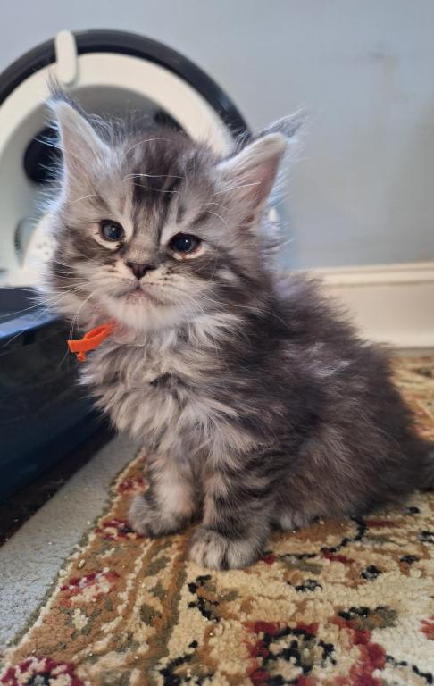 Silver Tabby photo 7