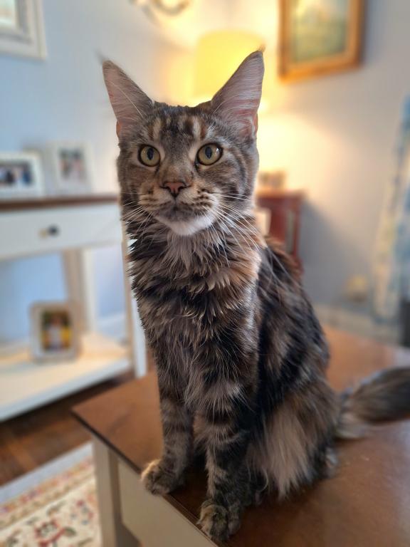 Silver Tabby photo 3