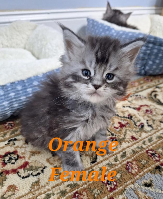 Silver Tabby photo 8