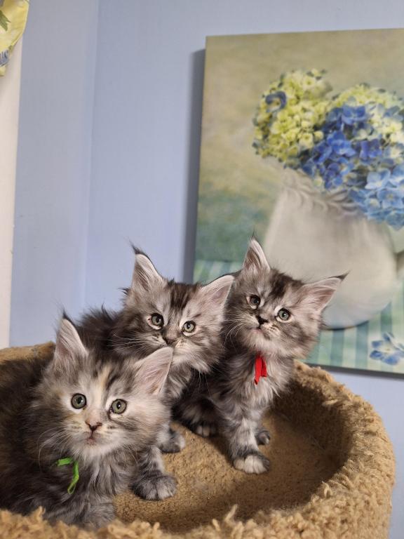 Silver Tabby photo 1