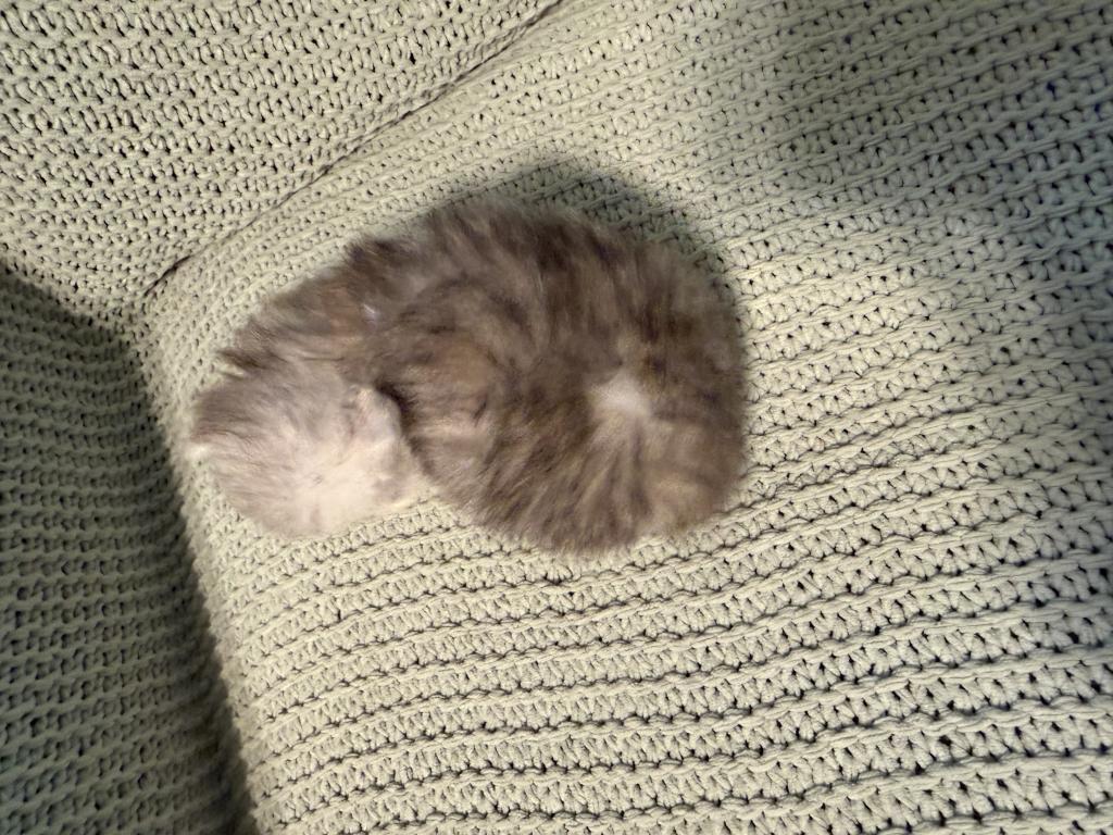 Biscuit photo 3
