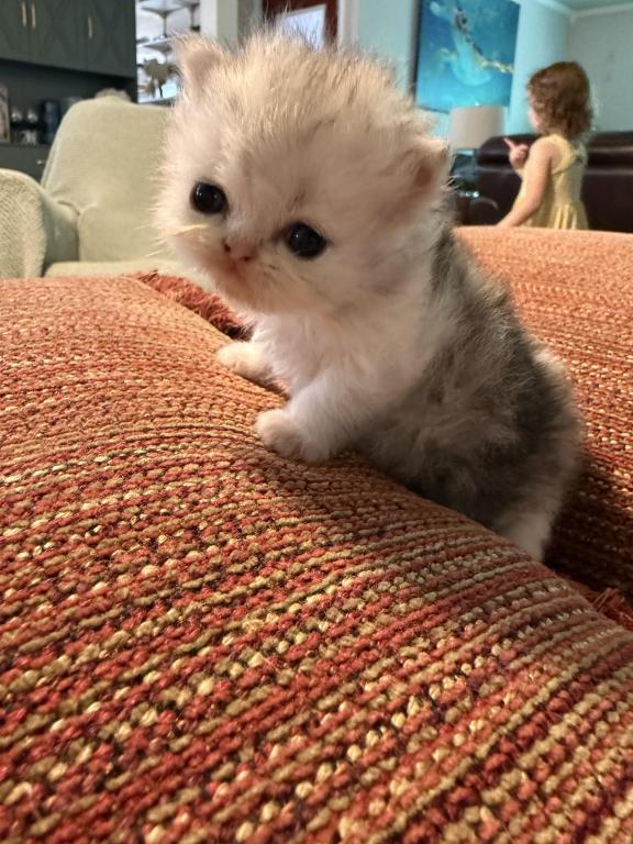 Biscuit photo 2