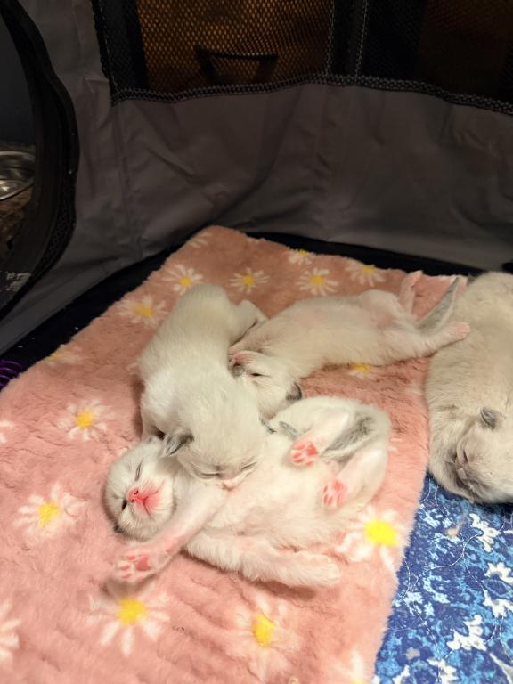 Dauphin Ragdolls Kitten Litter photo 3
