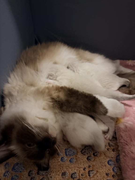 Dauphin Ragdolls Kitten Litter photo 4