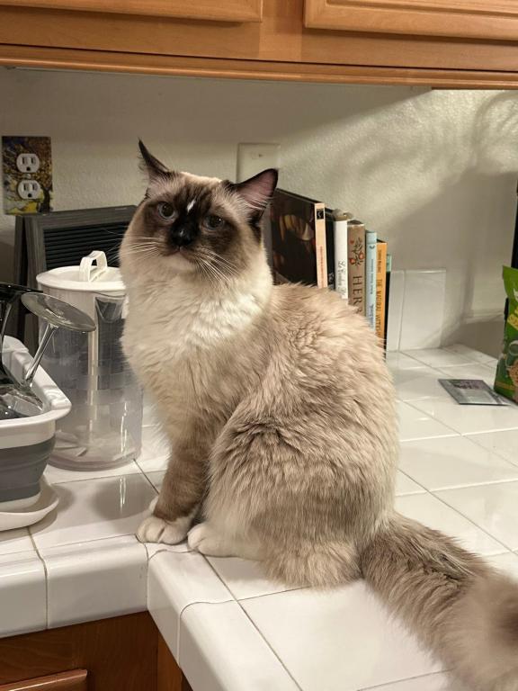 Dauphin Ragdolls Kitten Litter photo 6