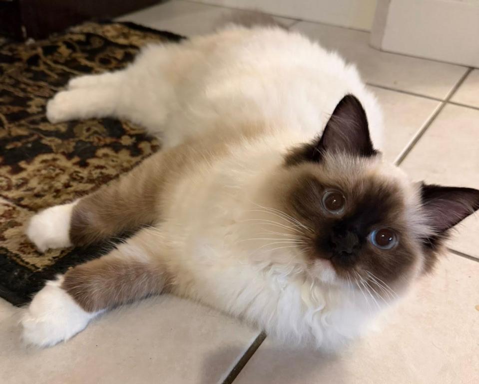 Dauphin Ragdolls Kitten Litter photo 5