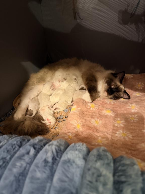 Dauphin Ragdolls Kitten Litter photo 1