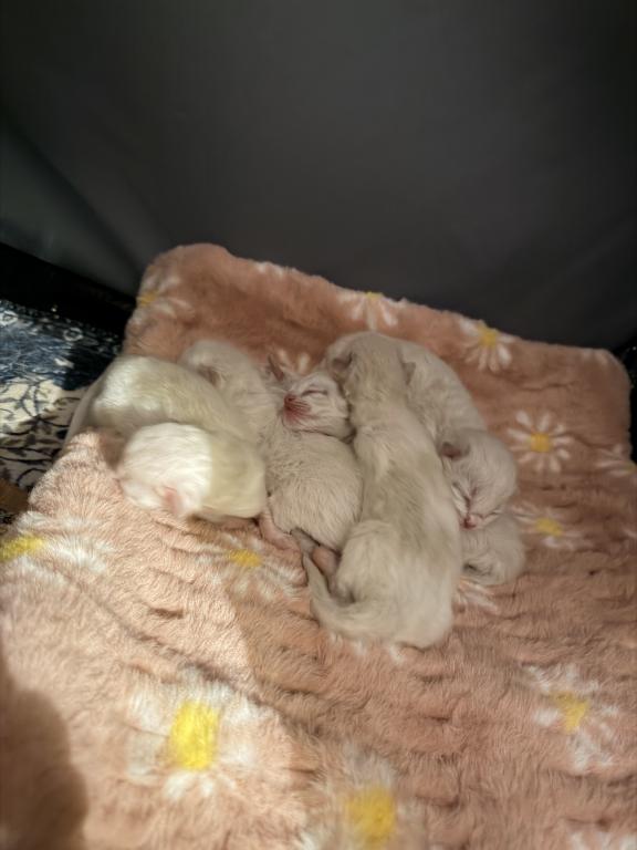 Dauphin Ragdolls Kitten Litter photo 9