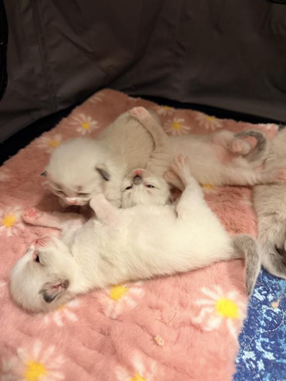 Dauphin Ragdolls Kitten Litter photo 2