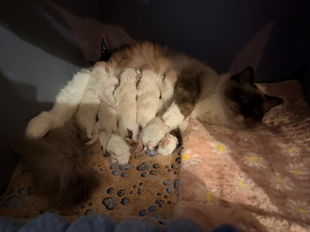 Dauphin Ragdolls Kitten Litter photo 8