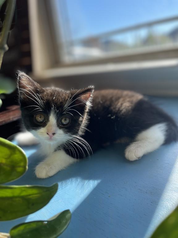 Logan Scottish Straight Kitten photo 2