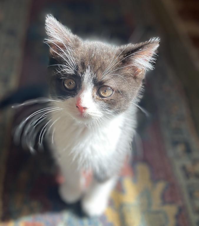 Logan Scottish Straight Kitten photo 1