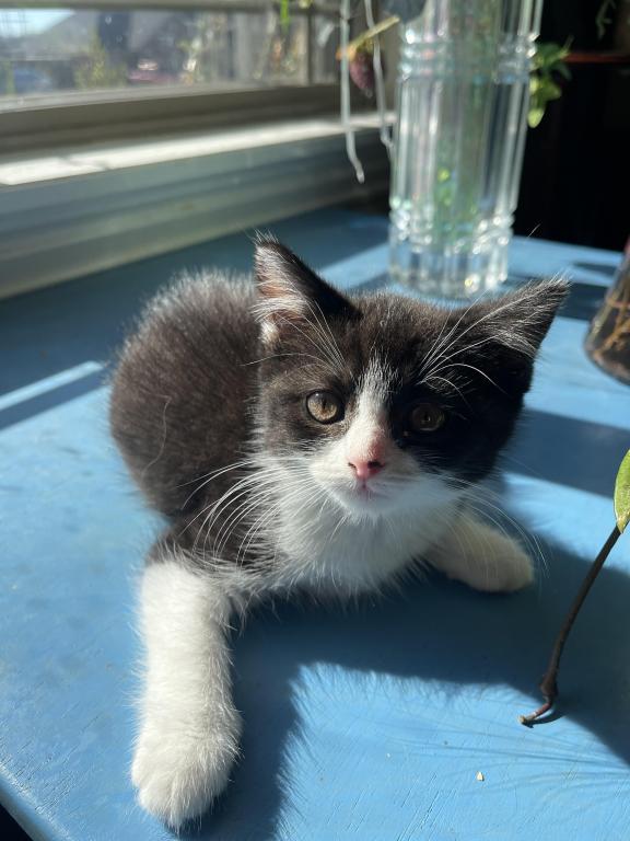 Logan Scottish Straight Kitten photo 3