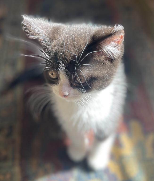 Logan Scottish Straight Kitten photo 4