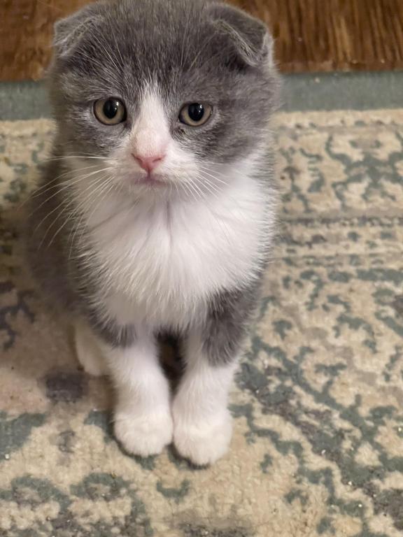 Lucky Scottish Fold Kitten photo 5