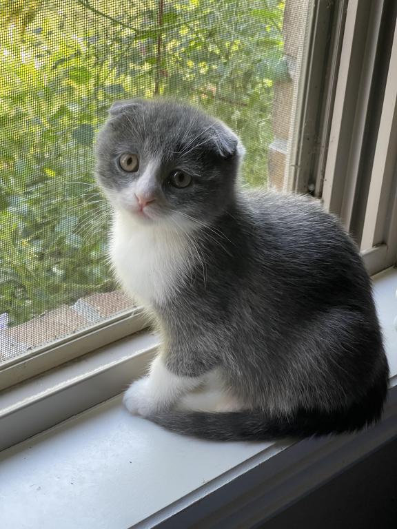 Lucky Scottish Fold Kitten photo 1