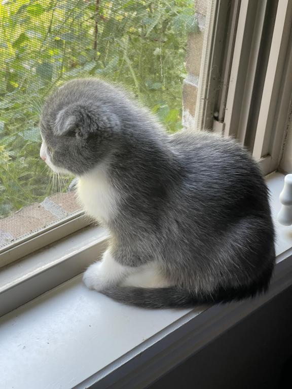 Lucky Scottish Fold Kitten photo 3