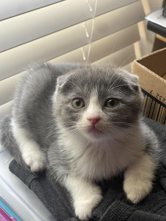 Lucky Scottish Fold Kitten photo 7