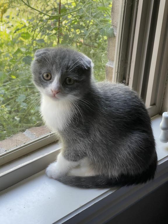 Lucky Scottish Fold Kitten photo 2